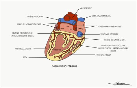 Coeur vue postérieure Fiches IDE