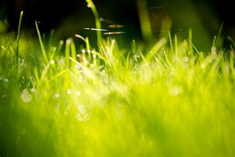 12 Beautiful Green Grass Field Hd Wallpapers