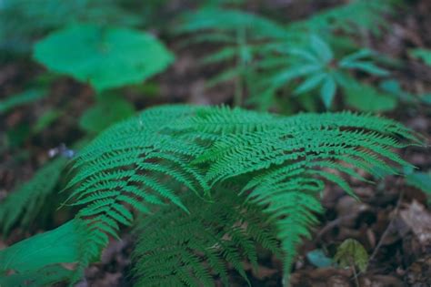 Premium Photo | Various forest and mountain plants