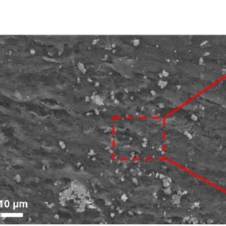 A Schematic Illustration Of Agnss Pva Hydrogels B Scanning Electron