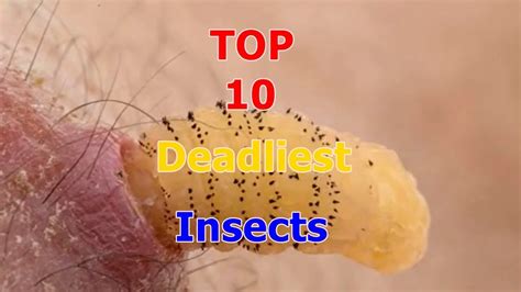 Top 10 Deadliest Insects In The World Youtube