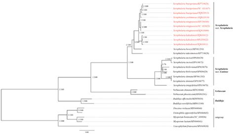 Characterization And Comparative Analysis Of Chloroplast Genomes Of