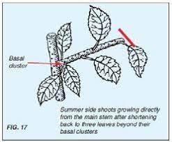 Apple And Pear Pruning Handbook GARDENWILD Ltd