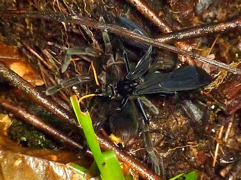 Tarantula Hawk And Victim Pepsis Sp Pompilidae This Big Flickr