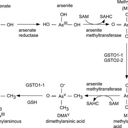 Proposed Mechanism Of Protein Deglutathionylation By GSTO1 1