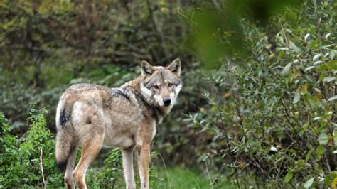 Attaques De Loups La Ru E Vers Louest