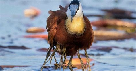 Father Bird Protecting His Baby Chicks From Dangerous Situations - koppiz