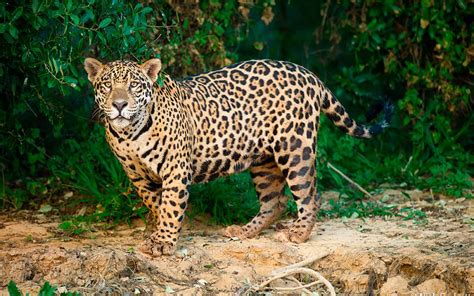 Jaguar En Peligro De Extinci N Por Las Obras De Infraestructura En