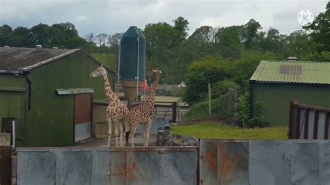 West Midland Safari Park And Kidderminster Youtube