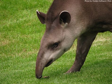 Interesting facts about tapirs | Just Fun Facts