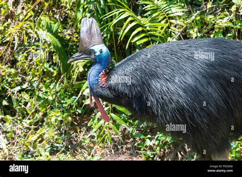 Portrait Of A Southern Or Double Wattled Cassowary Casuarius Casuarius In Tropical Habitat