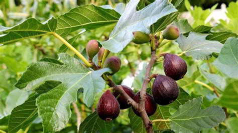 How To Grow A Fig Tree In Your Backyard Gardener S Path Off