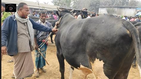 মঙ্গলবার ৩১ জানুয়ারী২৩ কত টাকা মন দরে চট্টগ্রামের ব্যবসায়ী মাংসের বড় বড় ষাঁড় গরু কিনলেন