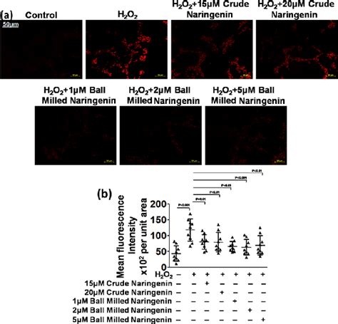 A Dhe In The Sh Sy5y Human Neuroblastoma Cell Line And B Its