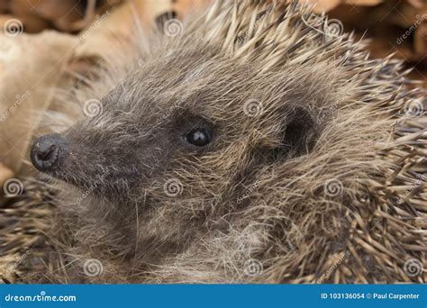 Hedgehog Spikes Close Up Portrait Stock Photo Image Of Eyes Cloud