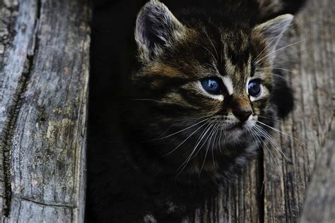 The Top 5 Most Dangerous Cat Diseases And How To Prevent Them Pet