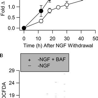 A Caspase Inhibitor Suppressed Elevation Of Cellular Ros Rs After Ngf