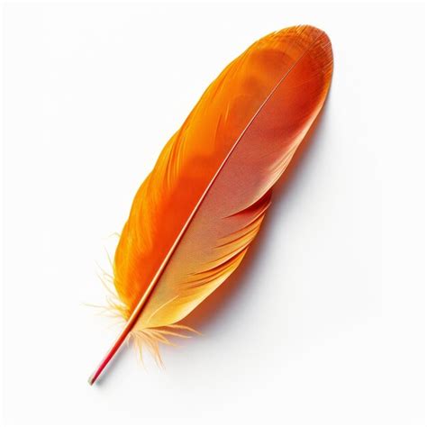 Premium Photo Beautiful Orange Bird Feather Isolated On White