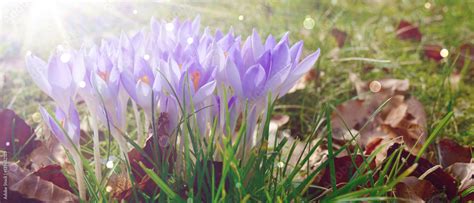 Fr Hling Krokusse Hintergrund Banner Fr Hlingswiese Blumenwiese