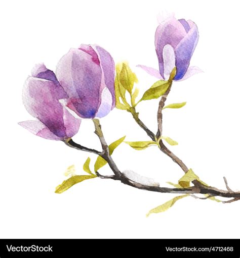 Watercolor magnolia flowers Royalty Free Vector Image