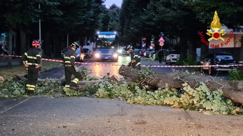 Prato Grosso Albero Cade In Via Firenze Traffico Bloccato Foto