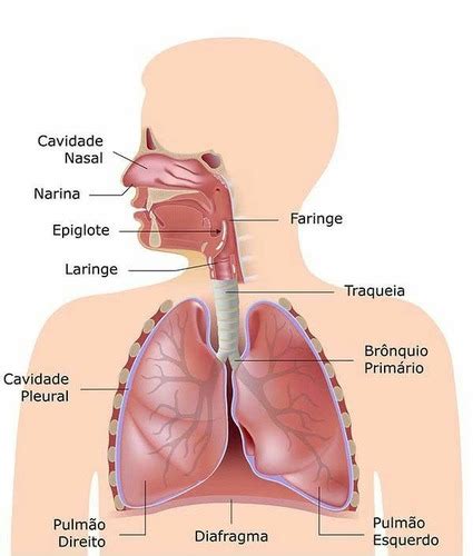 Sistema Respiratório Flashcards Quizlet