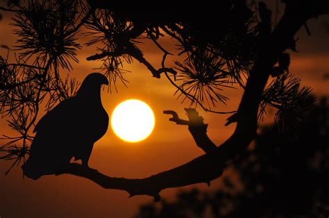 Free Images Tree Nature Branch Silhouette Bird Light Sun Sunrise Sunset Sunlight