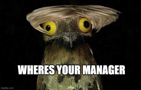 Weird Stuff I Do Potoo Meme Imgflip