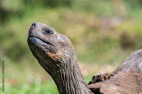 Galapagos Giant Tortoise head shot on Galapagos Islands. Animals, nature and wildlife close up ...