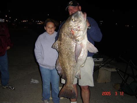 World Record Black Drum