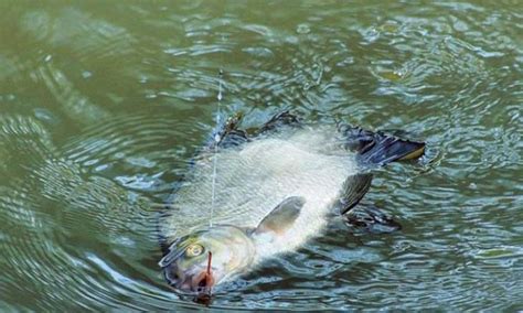 Поводок на леща для фидера: оптимальная длина и толщина лески для ловли ...