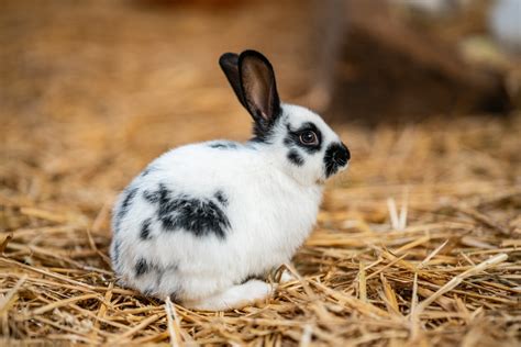 Tiergarten Nuernberg De Tiere A Z