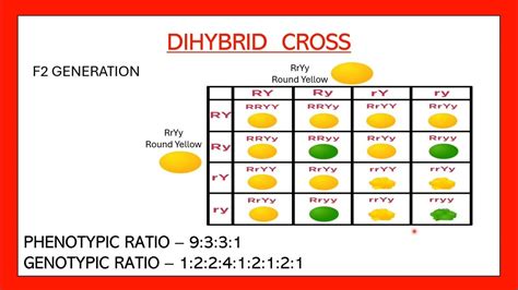 Dihybrid Cross Easy Phenotypic And Genotypic Ratio Of Dihybrid Cross Heredity And Evolution