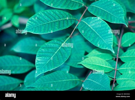 Poison sumac leaves Stock Photo - Alamy