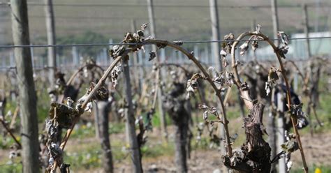 Gelées de printemps Dégats dans les vergers et dans les vignes Trop