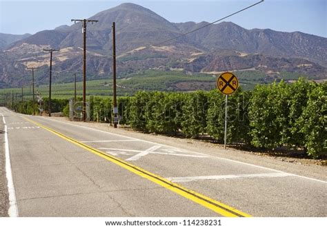 Orange Trees California Usa Ventura California Stock Photo (Edit Now ...