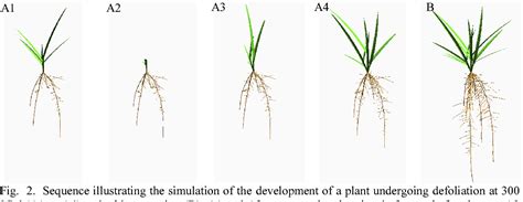 Integration Of Root System In A Ryegrass Perennial Model Based On Self