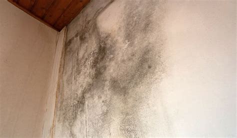 Mold Damage The 6 Signs That Your Home Has Mold