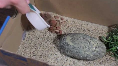 How To Care For Your Pet Rock Youtube