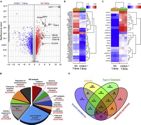 A Whole Genome Transcriptome Microarray Analysis Of T Brite Adipocytes