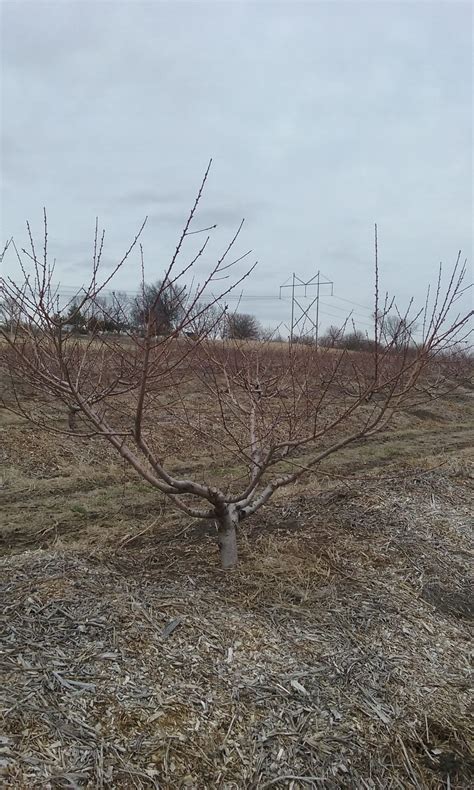 2016 Peach Tree Pruning - General Fruit Growing - Growing Fruit