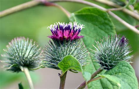 Arctium Minus