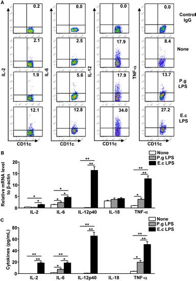 Molecules Free Full Text Porphyromonas Gingivalis