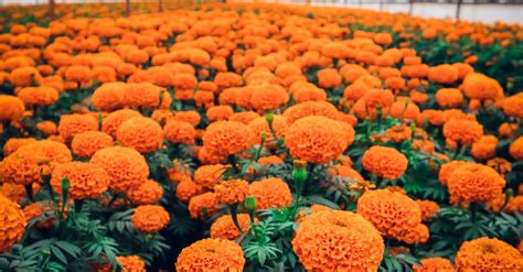 Orange Marigold Flowers Blooming at a Plantation · Free Stock Photo