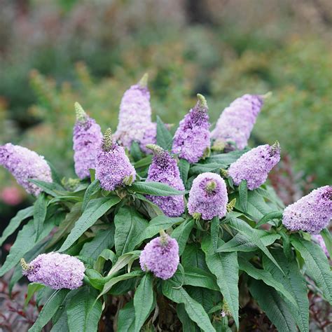 Pugster Amethyst Buddleia Spring Meadow Wholesale Liners Spring