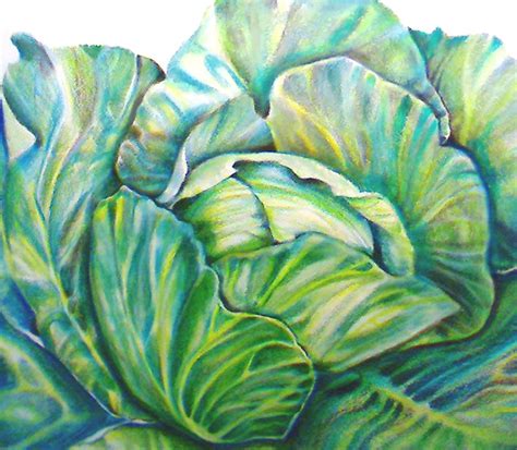 Lettuce Drawing at GetDrawings | Free download