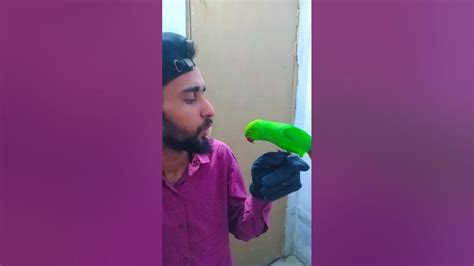 Talking Parrot Training Videos In Urdu Hindi Humanlifewithbirds