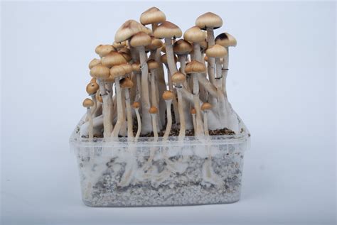 How To Grow Magic Mushrooms Indoors : r/MagicMushroomUSA