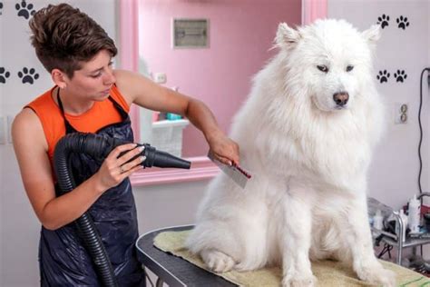 Do Samoyeds Need Professional Grooming? - Happy Samoyed