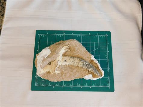 Saber Cat Canine tooth-Saber Megantereon - China - Fossils & Artifacts ...